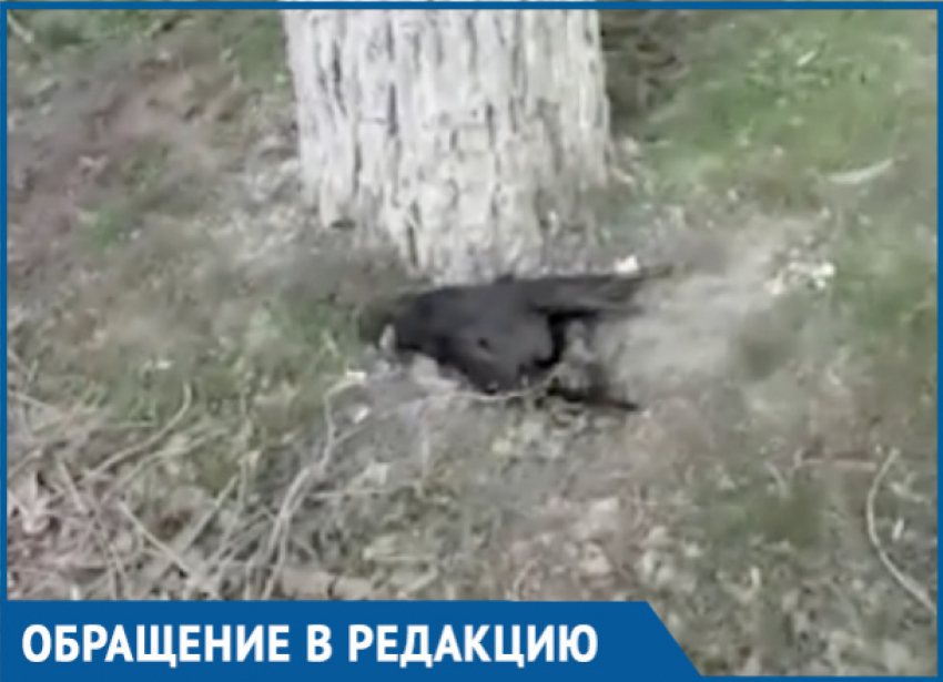 «Мертвый зоопарк» в центре города снял на видео житель Волгодонска 
