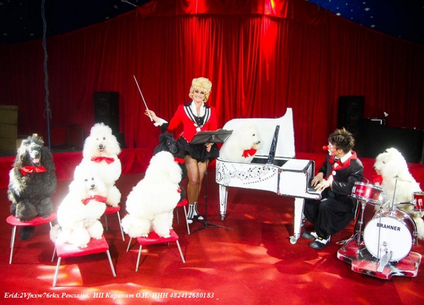  Легендарный цирк-шапито «Каракат Шоу» везет в Волгодонск головокружительные трюки и дрессированных животных