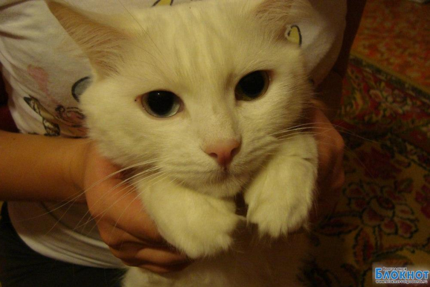 Муся Белая - двадцать седьмая участница конкурса «Самый красивый кот Волгодонска»