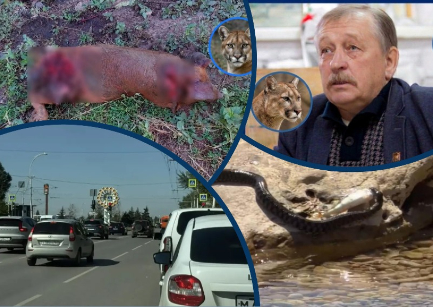 Голодная пума, пугающие змеи и бензиновый кризис: главные новости недели