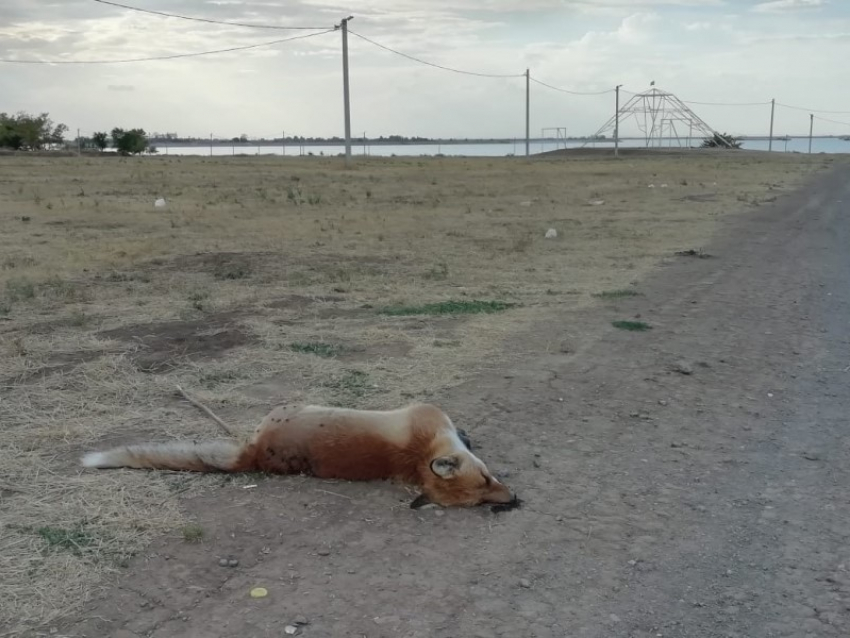 Неизвестные убили лису, живущую с лисятами на набережной в Волгодонске
