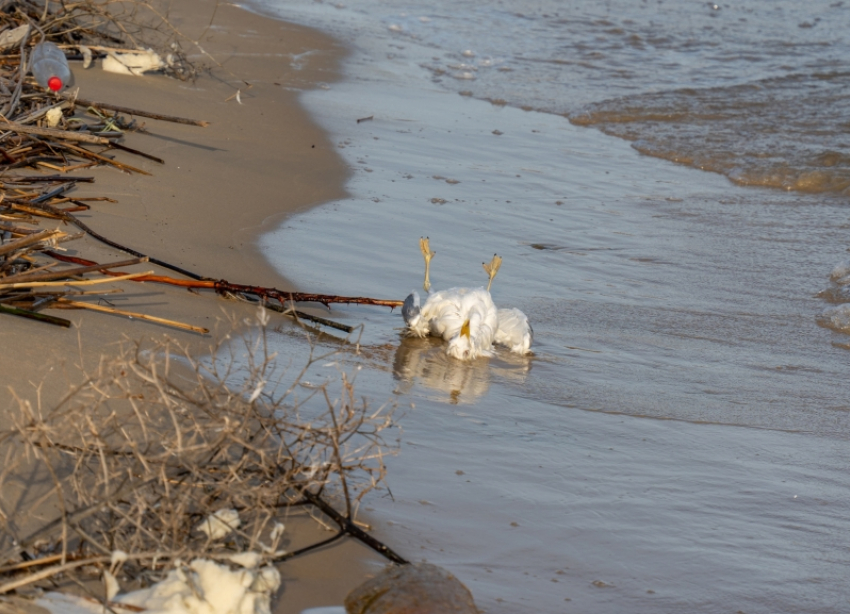 Сотрудники минприроды не нашли мертвых птиц на берегу Цимлянского водохранилища
