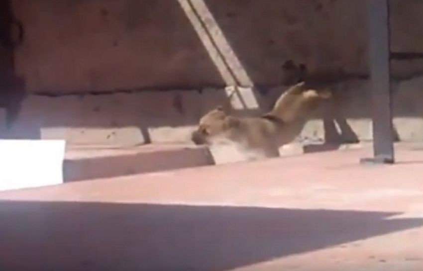 Душераздирающие кадры метаний щенка на балконе «волгодонского живодера» попали в сеть