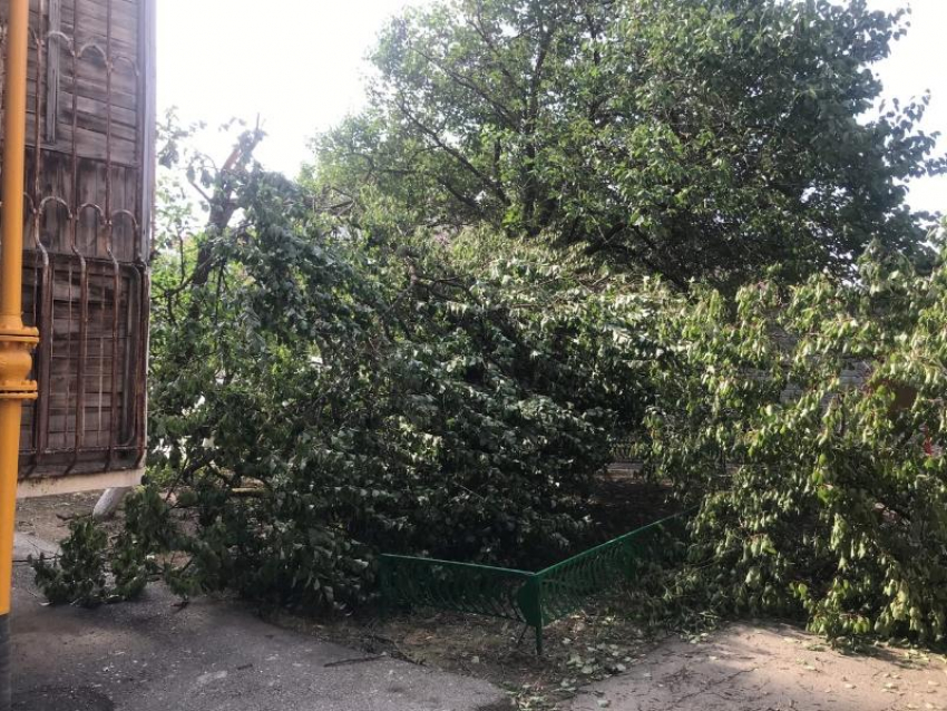 Сильный ветер сломал большое дерево на Гагарина