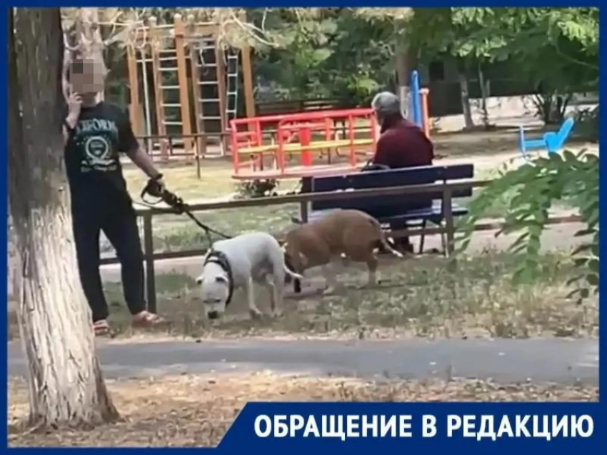 «Ждут, пока случится беда?»: бойцовские монстры без намордников в центре Волгодонска захватили прогулочную зону