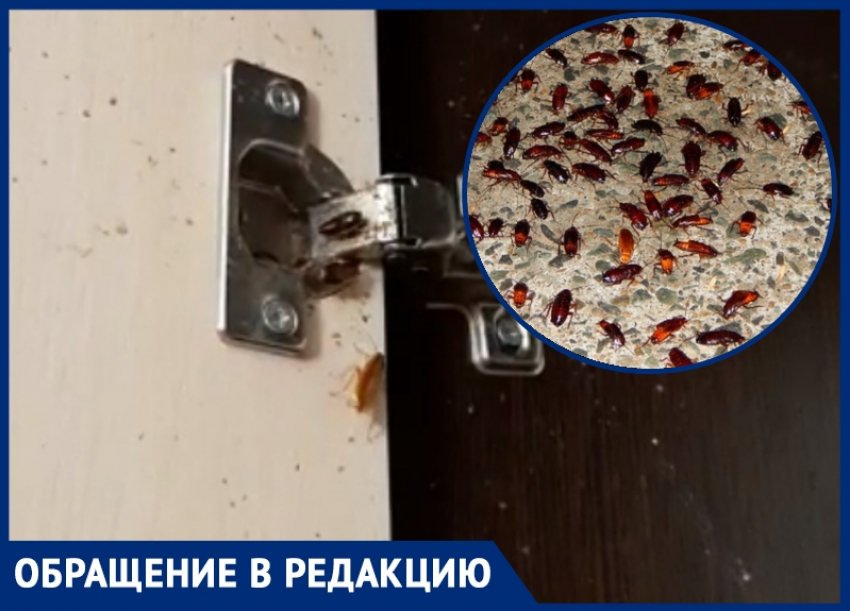 «Тараканы лезут даже в холодильник»: волгодонцы не могут избавиться от насекомых