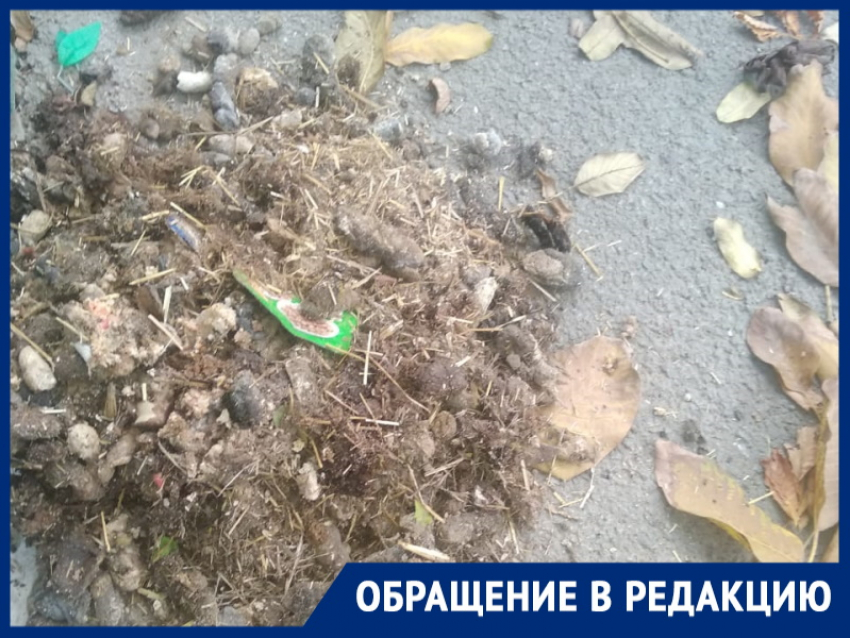 "Испражнения собаки кидает прямо на асфальт!": волгодончанка возмущена поведением соседа