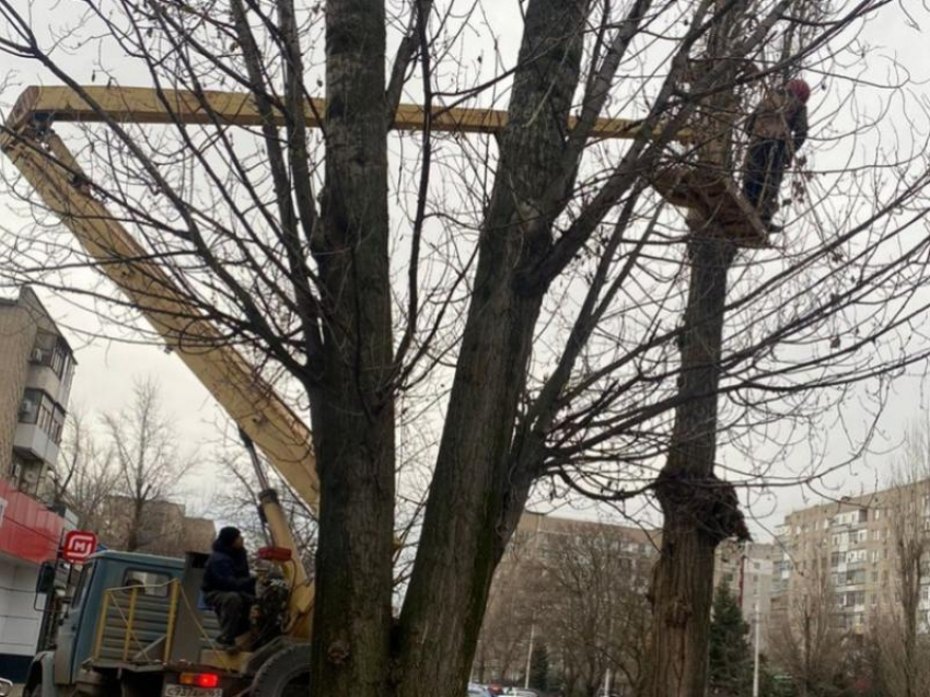 Валка аварийно-опасных деревьев началась на улице 30 лет Победы