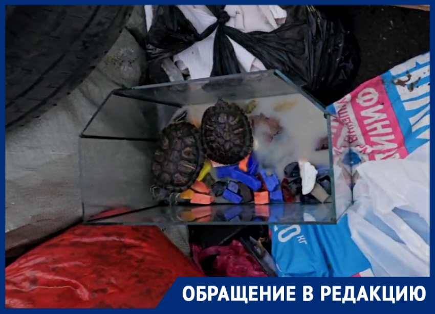 «Насколько нужно быть бездушными, чтобы так поступить?»: красноухих черепах выбросили на мусорку в Волгодонске