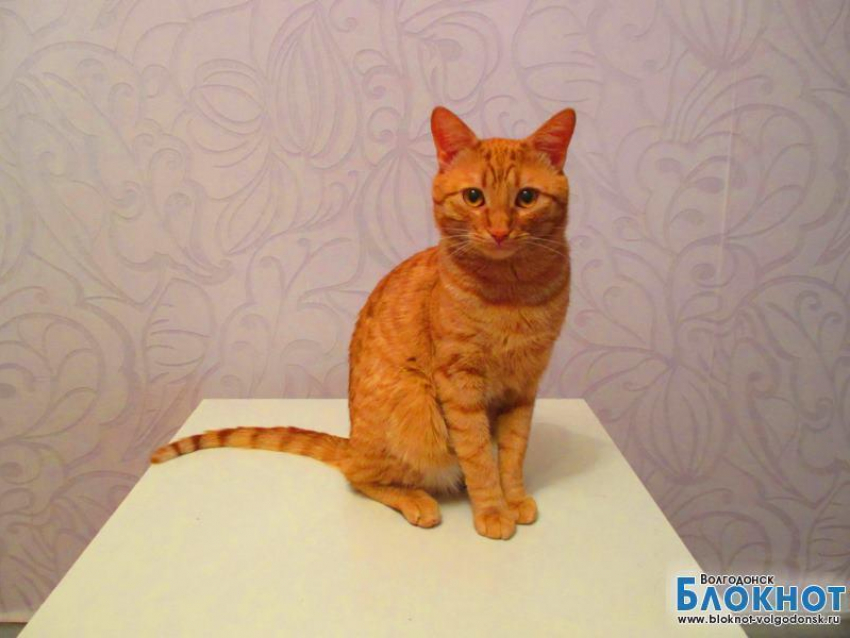 Хюрремыч - 76-й участник конкурса «Самый красивый кот Волгодонска»