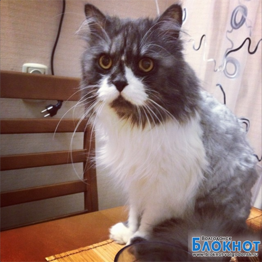 Том - 62-й участник конкурса «Самый красивый кот Волгодонска»