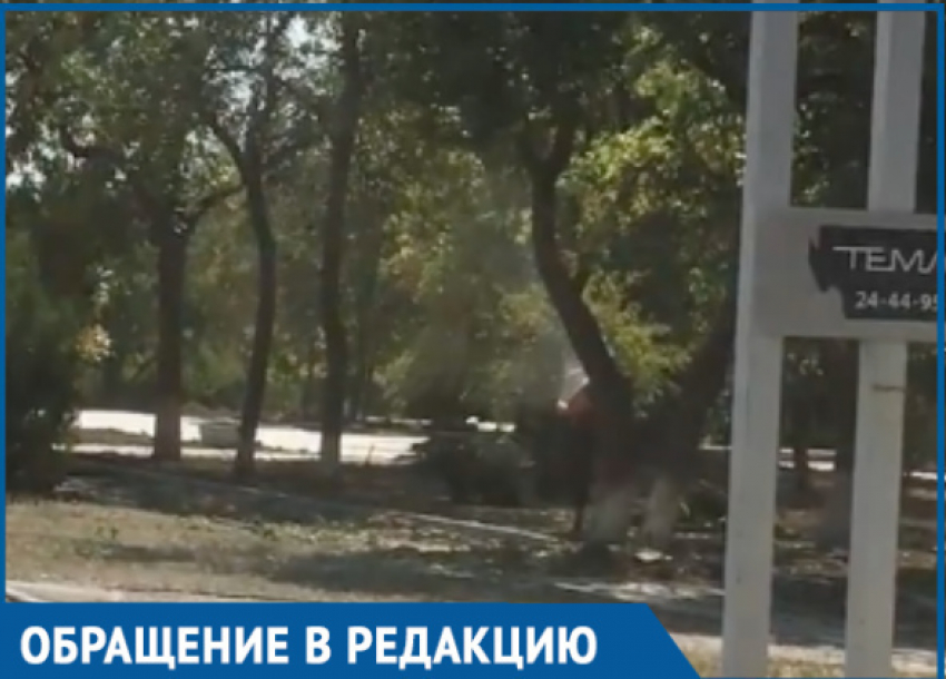 Спиливание деревьев напротив ТК «Сказка» вызвало массу вопросов у волгодонцев 
