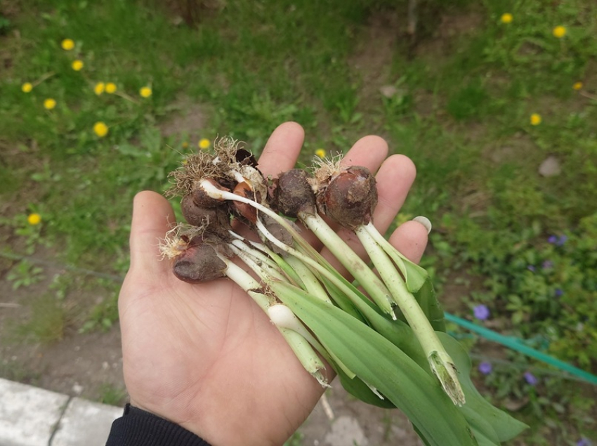 Мужичок с банкой в руке вырвал с корнем пучок цветов на улице Ленина