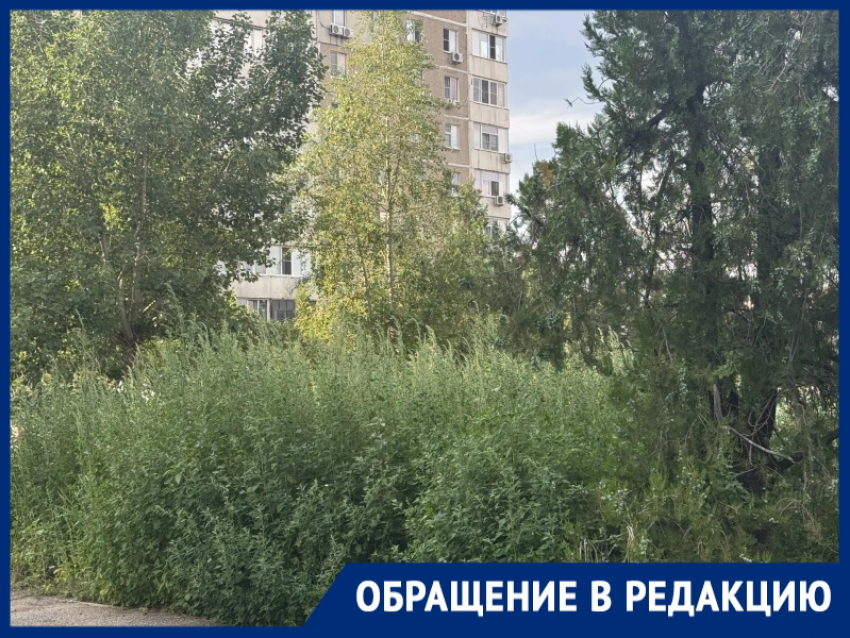 «Трава в человеческий рост!»: около дома Курчатова, 23 скоро сорняки придется вырубать топорами