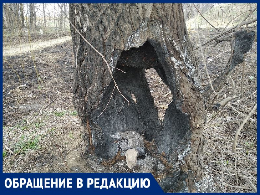 «Как гибнут деревья при выжигании тростника»: волгодонец