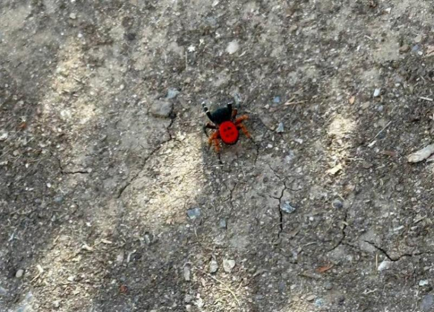 Его укус вызывает паралич: опасного красного паука встретили в сквере «Дружба»