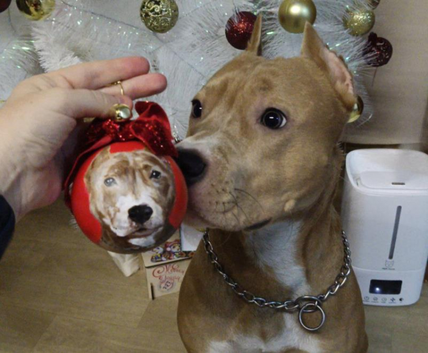 Ветеринары Волгодонска предупреждают об опасности пиротехники для домашних животных