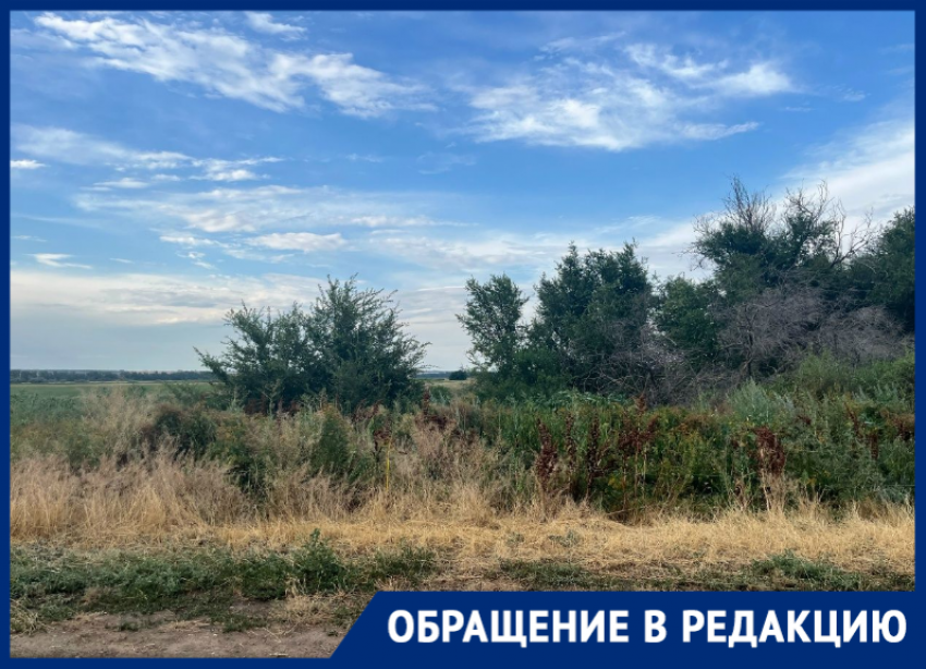 «Трава всё выше, скоро зацветёт амброзия»: жители хутора Ильинов жалуются на соседа-фермера