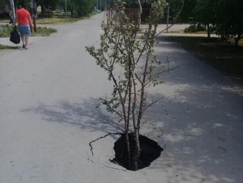 Торчащее из асфальта дерево предупреждает автомобилистов Волгодонска об опасности