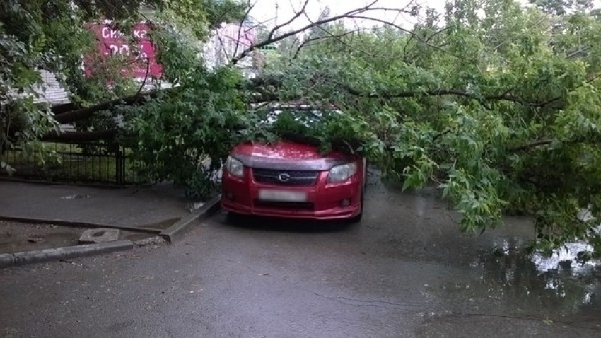 В Волгодонске дерево упало на иномарку в районе Торгового центра
