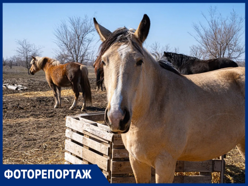 Царство милых лошадок: где под Волгодонском живут общительные лошади