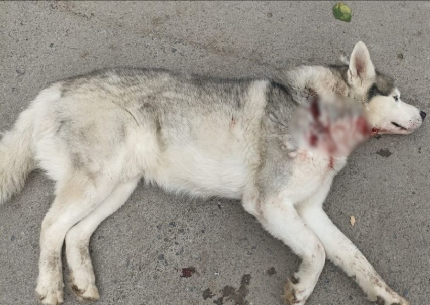 Окровавленный пес со страшной раной на шее попросил помощи у жителей Волгодонска 