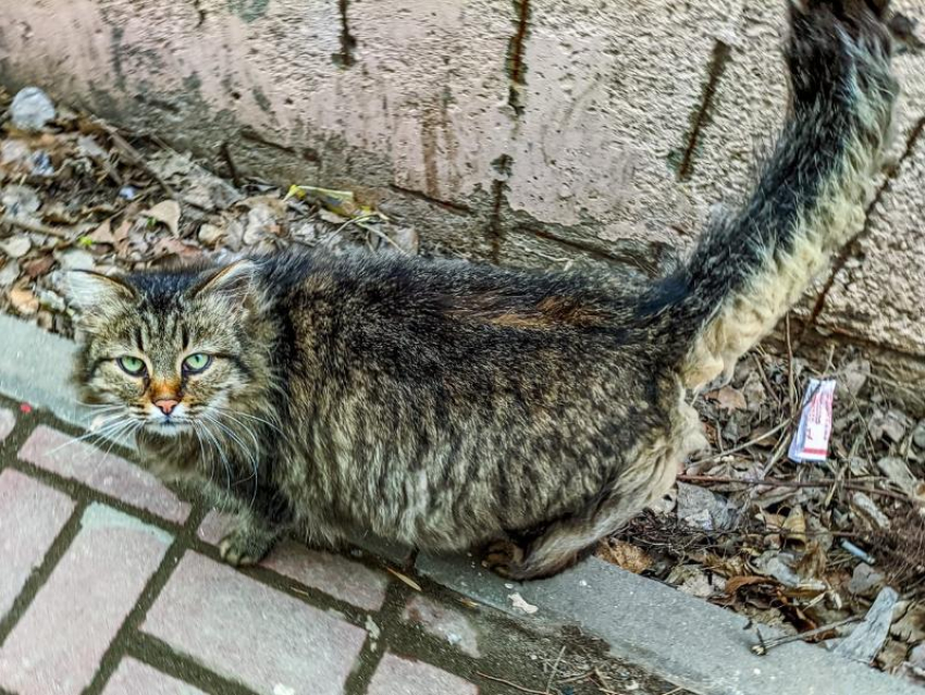 Сильный дождь обрушится на Волгодонск сегодня