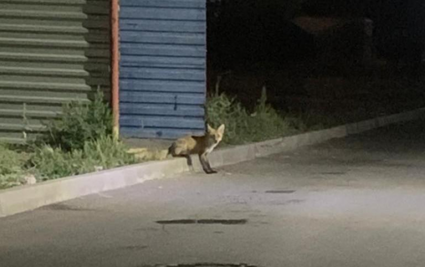 В Волгодонске голодные лисы добрались до жилых кварталов 