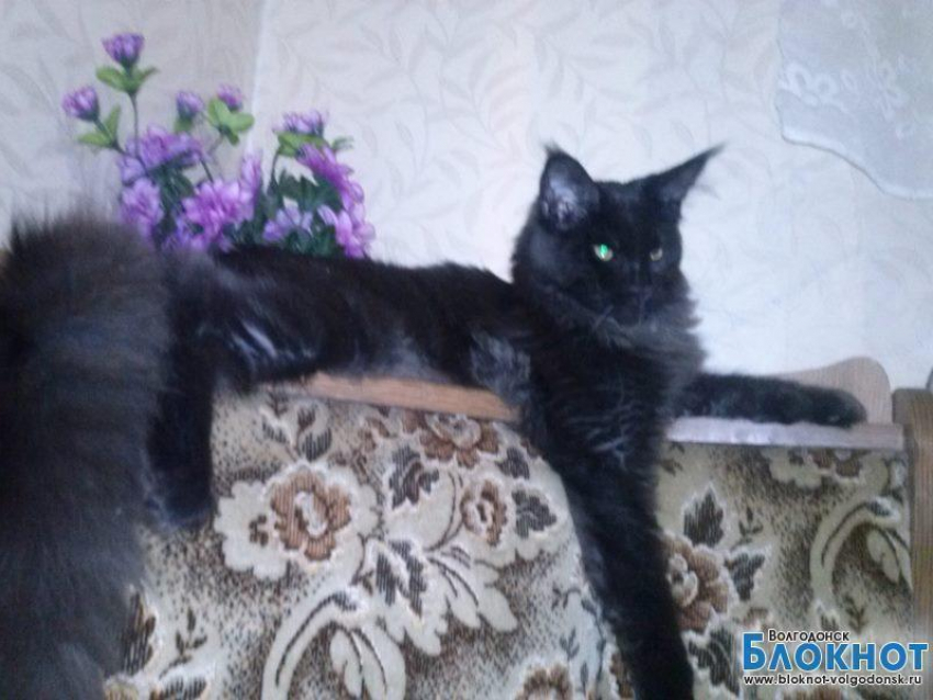 Малыш — двадцать пятый участник конкурса «Самый красивый кот Волгодонска»