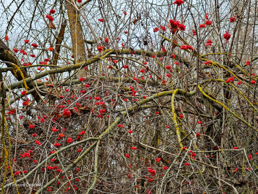 Тишина, умиротворение, поздние ягоды и последние грибы: цимлянский лес в ожидании зимы