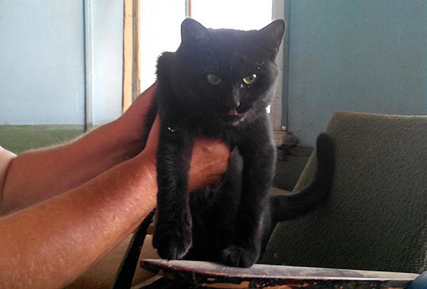 Пермский кот Семен, падавший в судоходный канал в Волгодонске, переплыл пол-Волги
