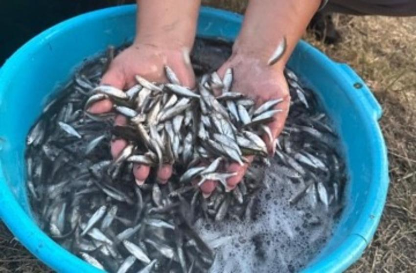 Более 5 миллионов пожирателей бокоплавов выпустили в Дон недалеко от Волгодонска