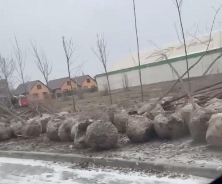«На улице -6 и снег, а в Волгодонске сажают деревья»: местные жители выражают негодование