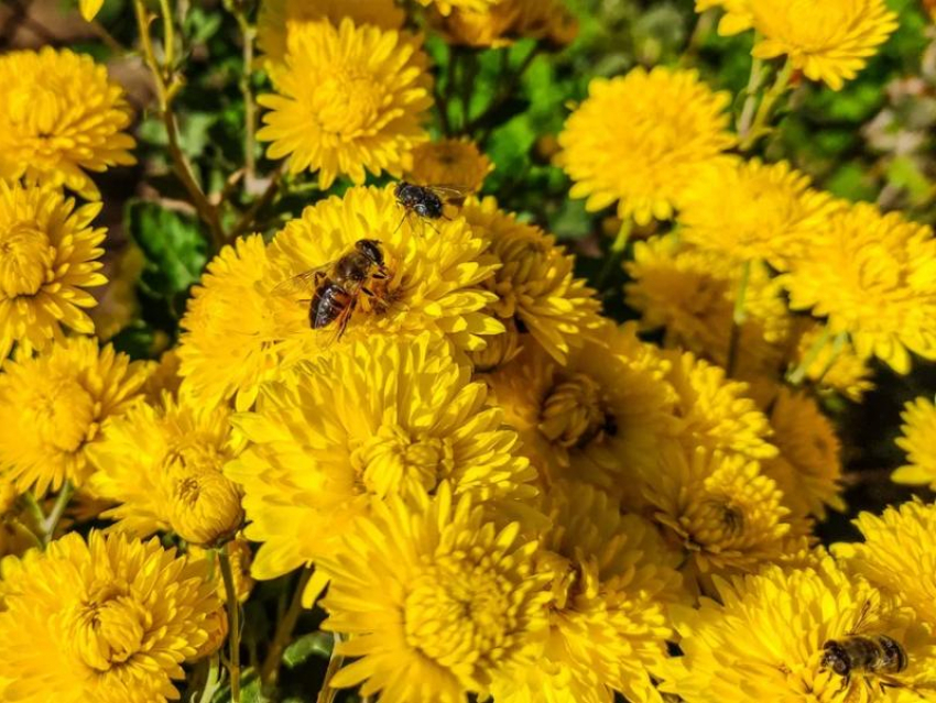 Избегать длительного нахождения на солнце советуют волгодонцам сегодня 