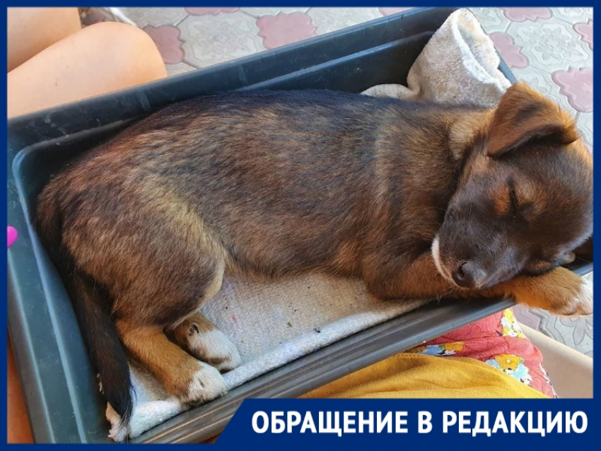 Водитель на «Хендай Акцент» сбил щенка в Цимлянске и оставил его умирать