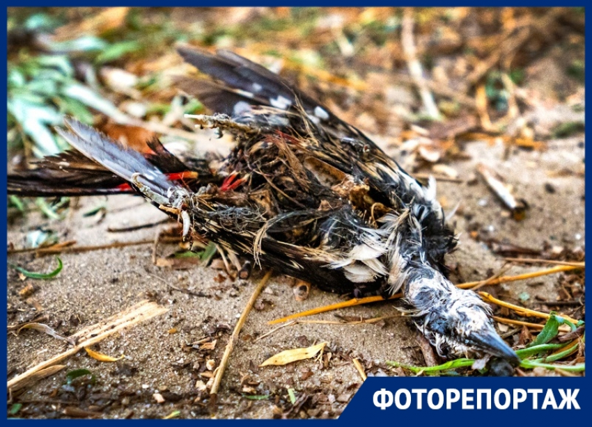 Трупы животных, мусор и ржавчина: как выглядит пляж Волгодонска за день до открытия 