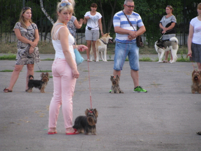 В Волгодонске полным ходом ведется подготовка к городской выставке собак