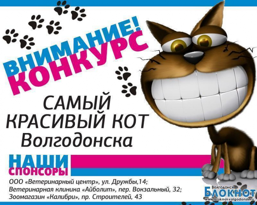 Конкурсы «Мисс Блокнот» и «Самый красивый кот Волгодонска» бьют рекорды популярности