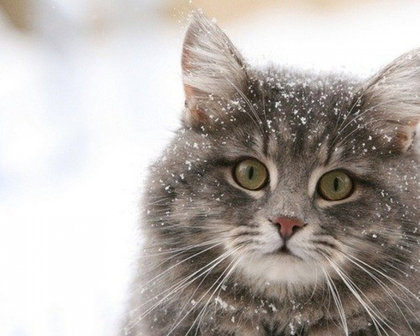 История про одного кота и верность