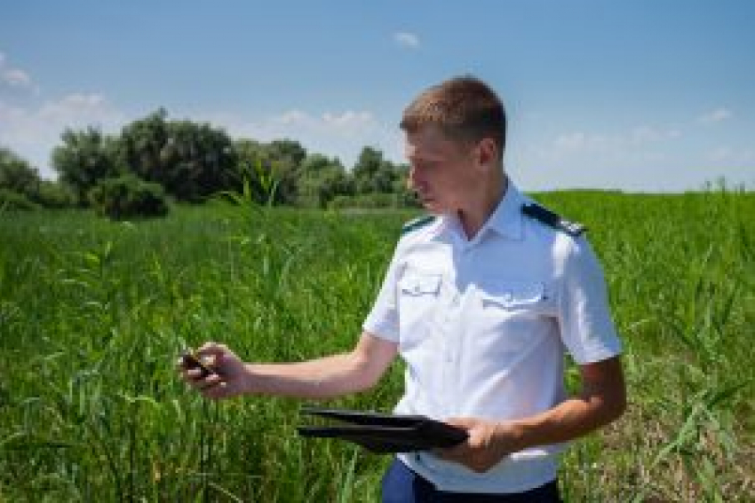 В Зимовниковском районе суд обязал арендатора убрать сорняки с 26 га сельхозземель