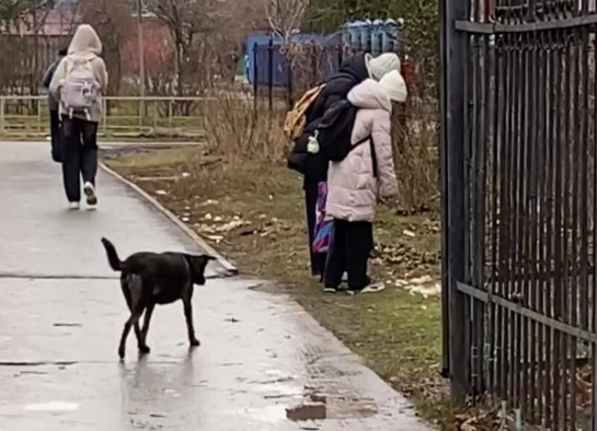 Бездомная собака истерзала остатки трупа кошки на глазах у школьников в Волгодонске