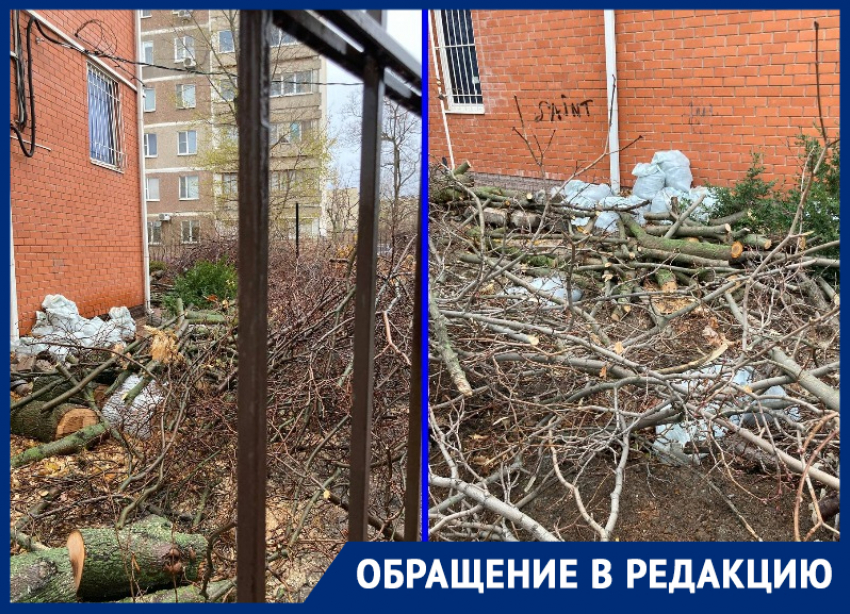 «Где штрафы предпринимателям?»: волгодонцы возмущены массовой рубкой деревьев в центре города