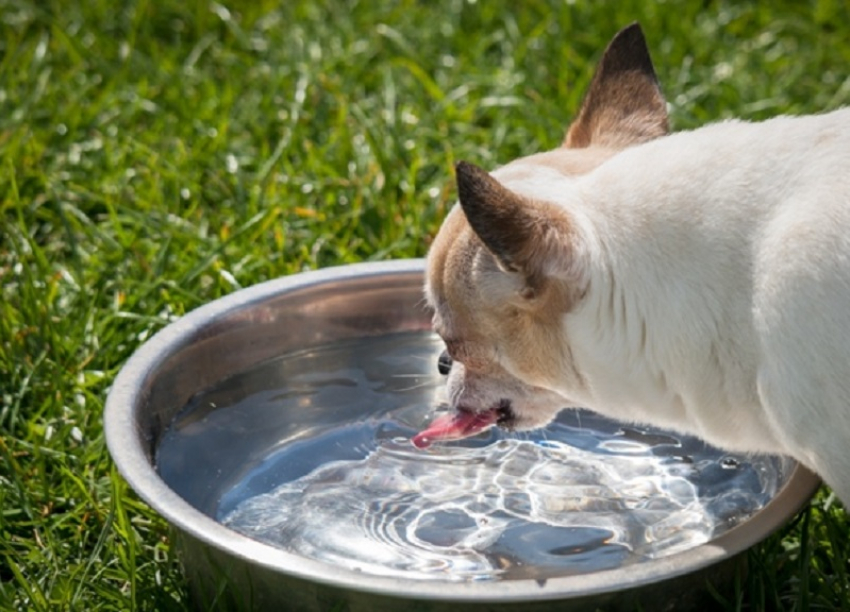 Беспощадная жара: домашним питомцам тоже нужна чистая питьевая вода