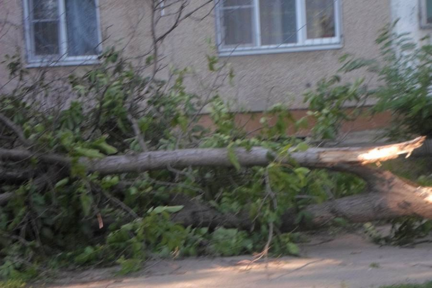 В Волгодонске продолжают падать деревья