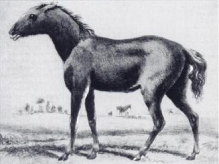 Почему люди истребили последних настоящих диких лошадей в донских степях