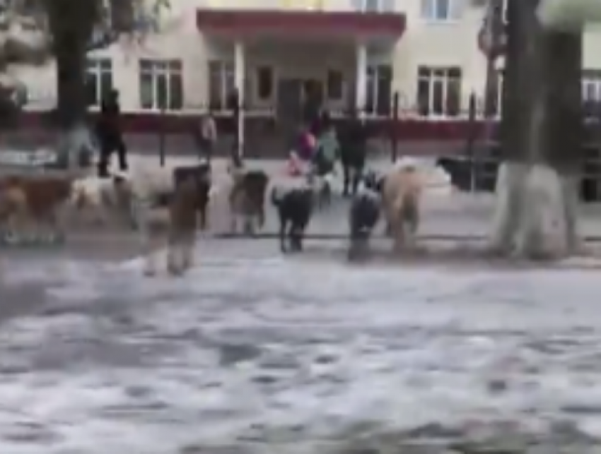 Огромная стая диких собак у входа в школу испугала детей и взрослых в Волгодонске