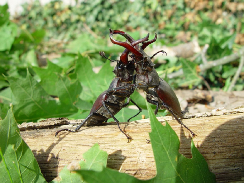 Огромные жуки-олени устраивают зрелищные бои на дачах Волгодонска из-за  самок и сока