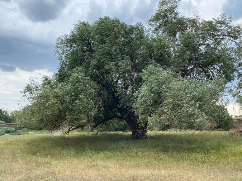 «Бабушка Ива» из Ростовской области признана главным деревом России