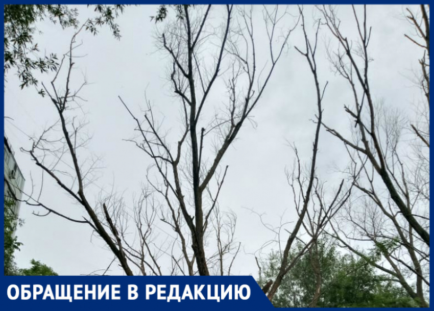 «Около трех лет наши просьбы убрать опасный сухостой игнорируют»: волгодонцы