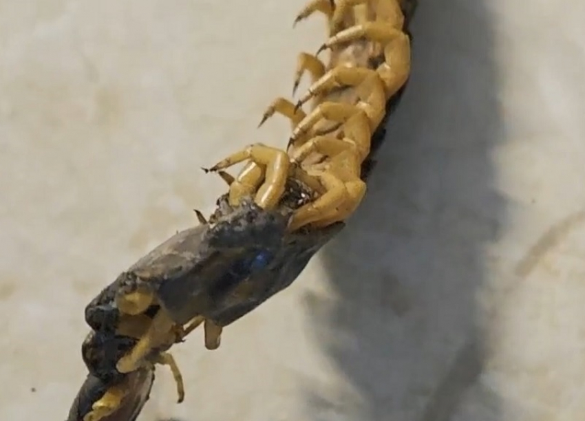 Охотится на тараканов и больно кусается: огромную сколопендру обнаружили в Волгодонске